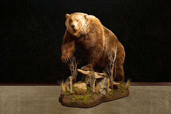 Western Wildlife Studio