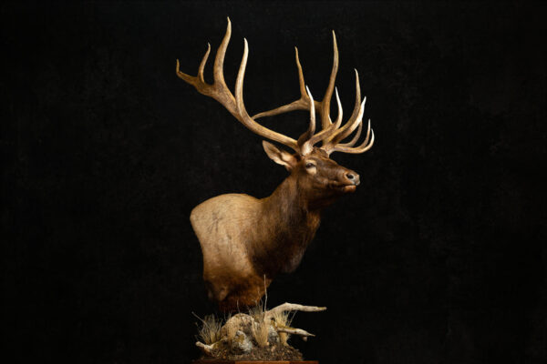 Western Wildlife Studio