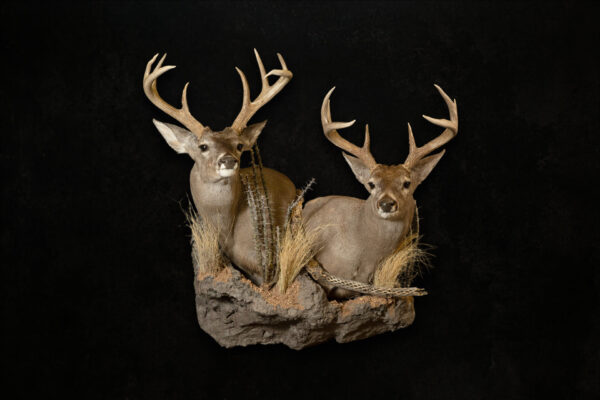 Western Wildlife Studio