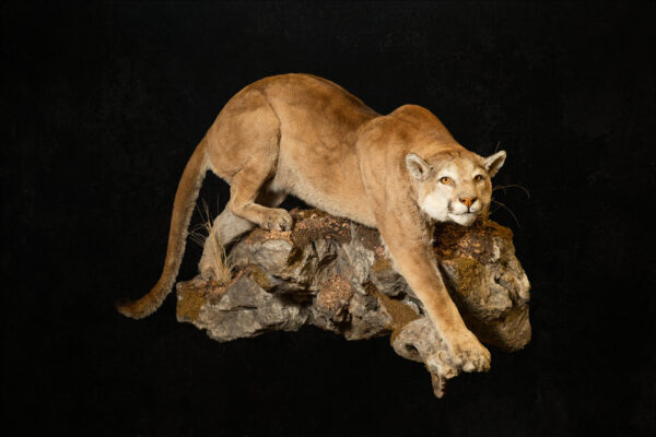 Western Wildlife Studio